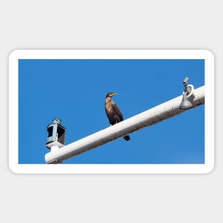 Double-crested Cormorant Perching On a Light Pole Sticker